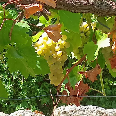 Les Montagne Alta Rocca Alpesi faház Zicavo