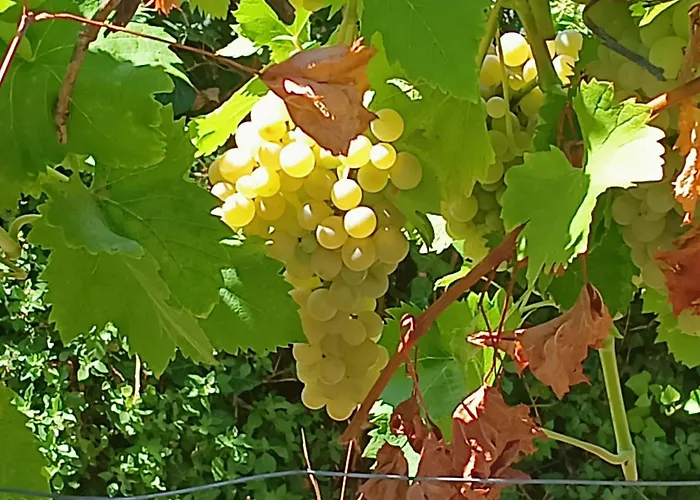 Les Montagne Alta Rocca Chalet Zicavo